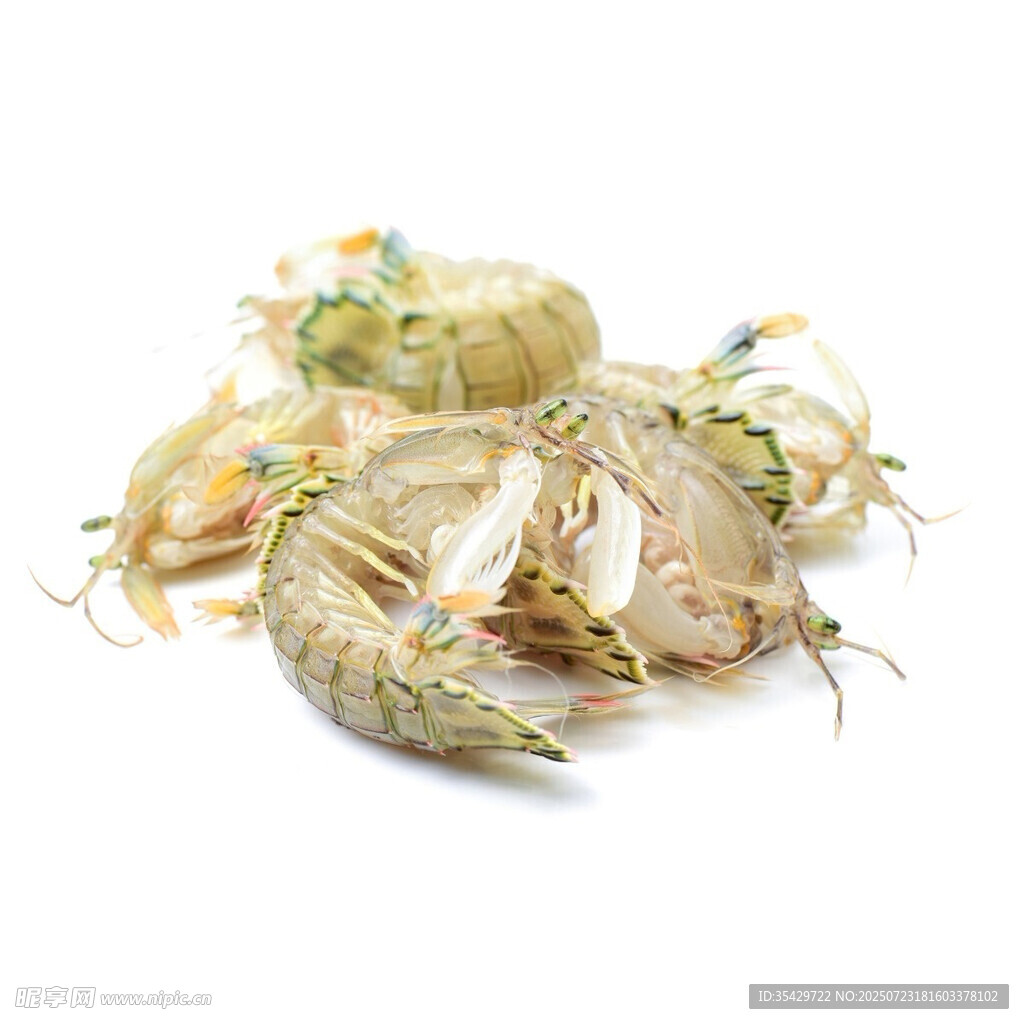 皮皮虾
