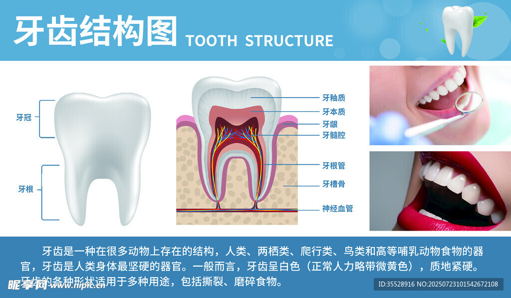 牙齿结构解剖图示