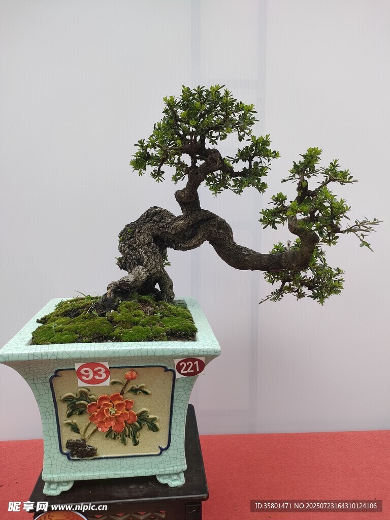 精致盆景展现自然之美