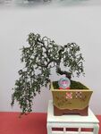 精致盆景展示独特造型之美