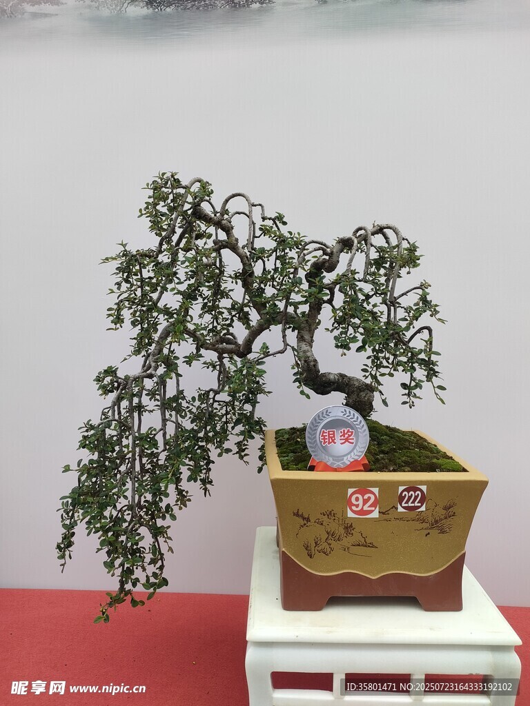 精致盆景展示独特造型之美