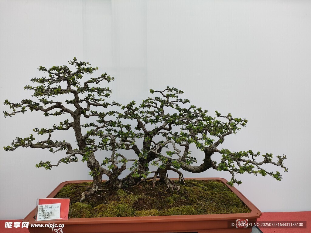 盆景
