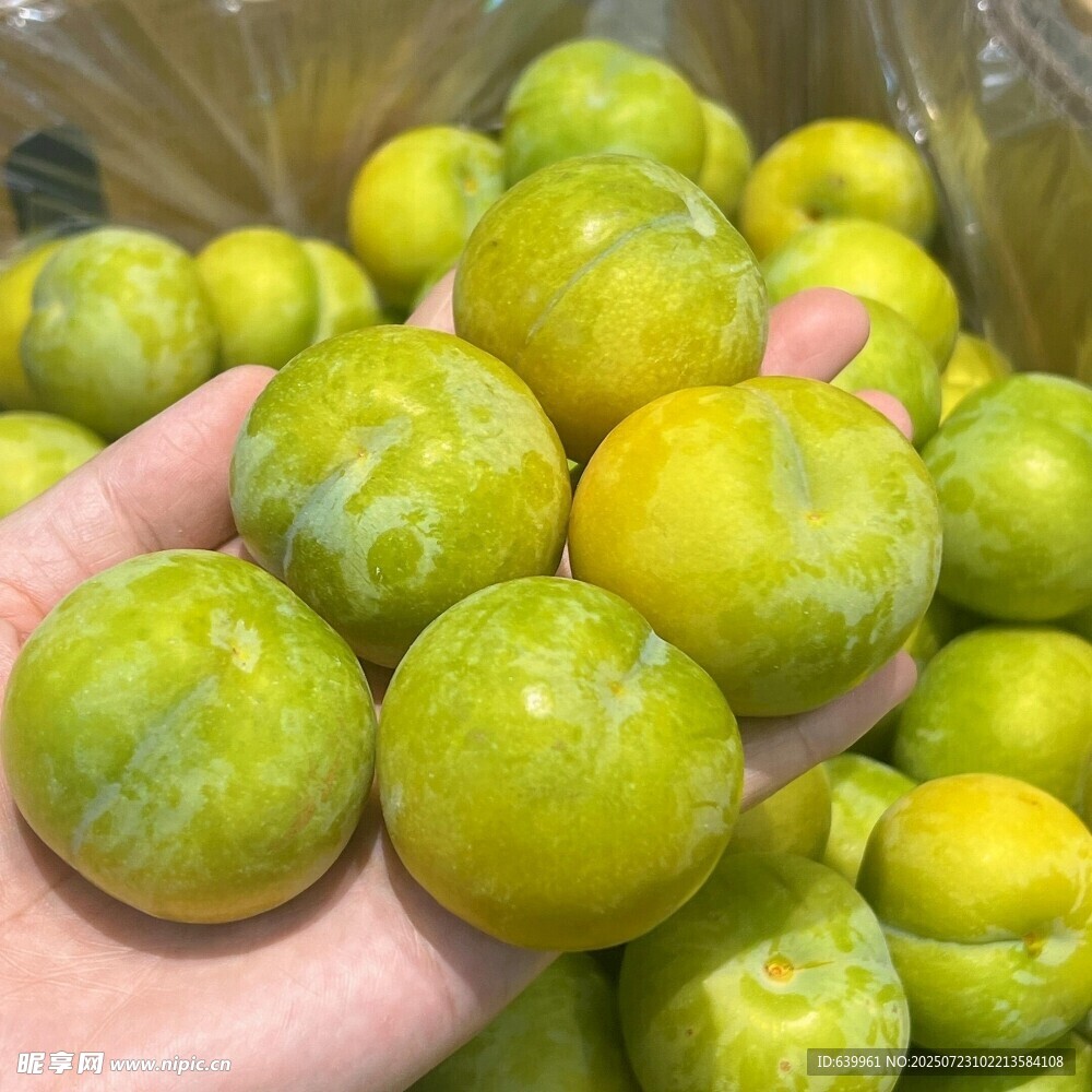 手捧新鲜青李子