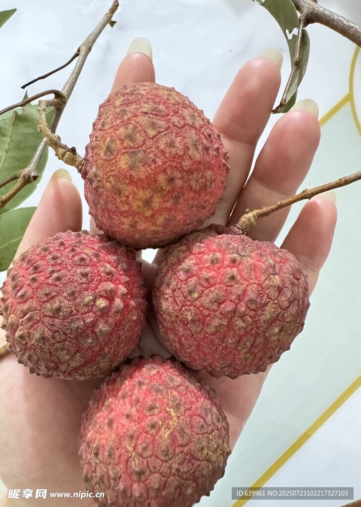 手捧新鲜饱满的荔枝