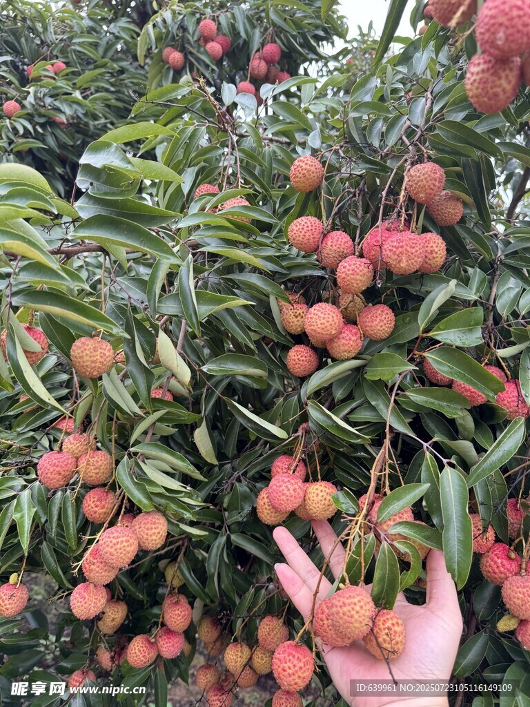 手捧桂味荔枝