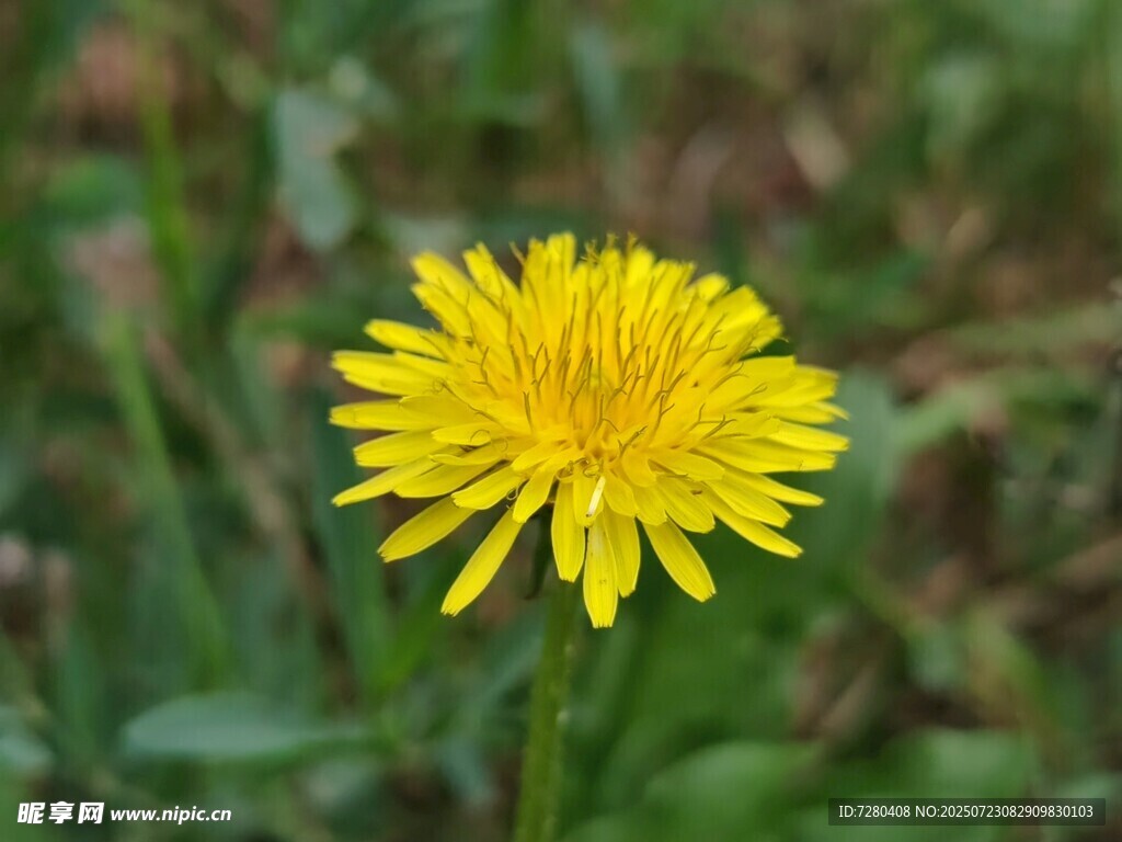 黄色蒲公英绽放
