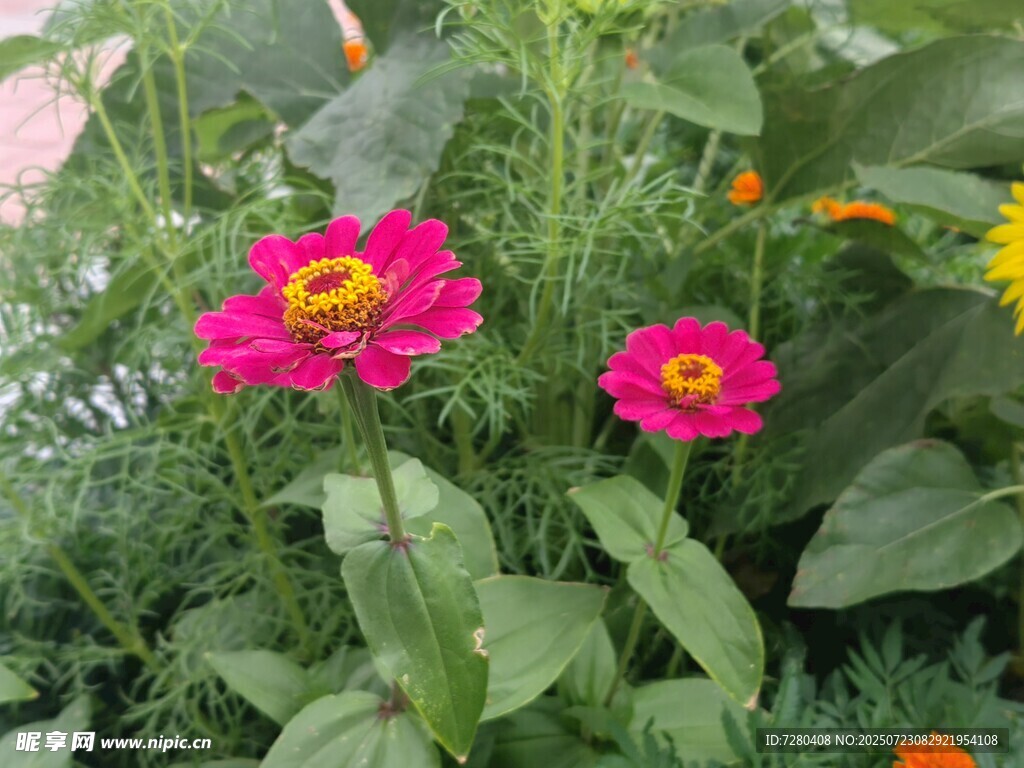 娇艳绽放的两朵粉色花朵
