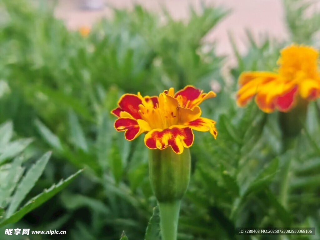 鲜艳双色万寿菊绽放