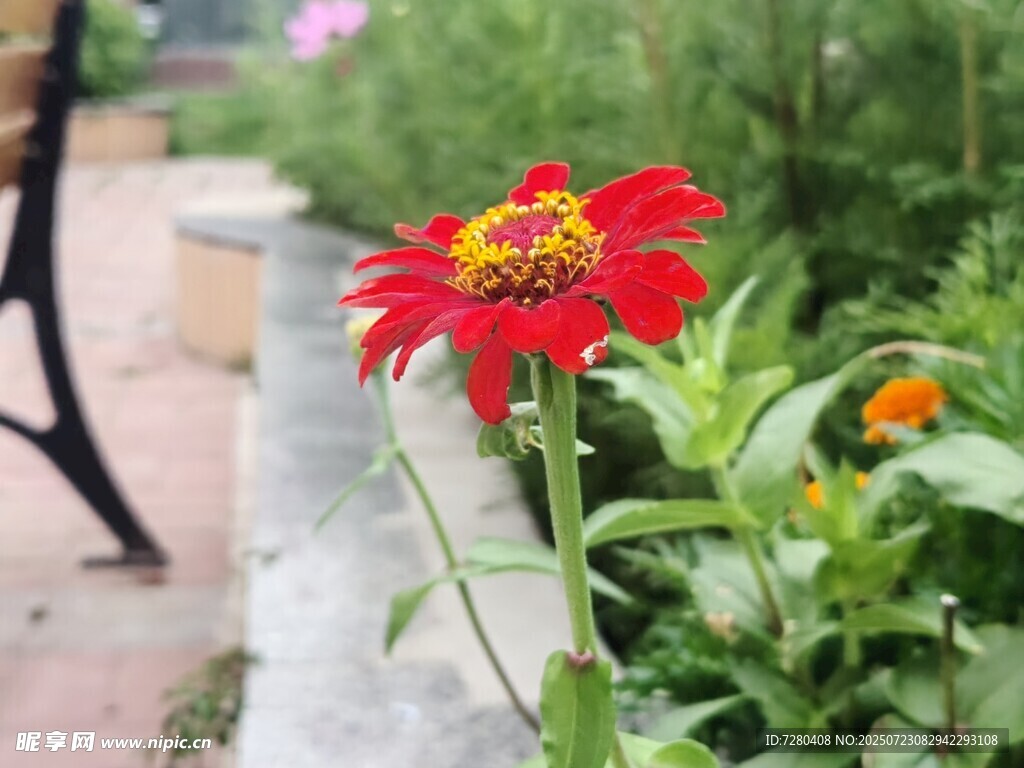 娇艳红花绽放于绿植间