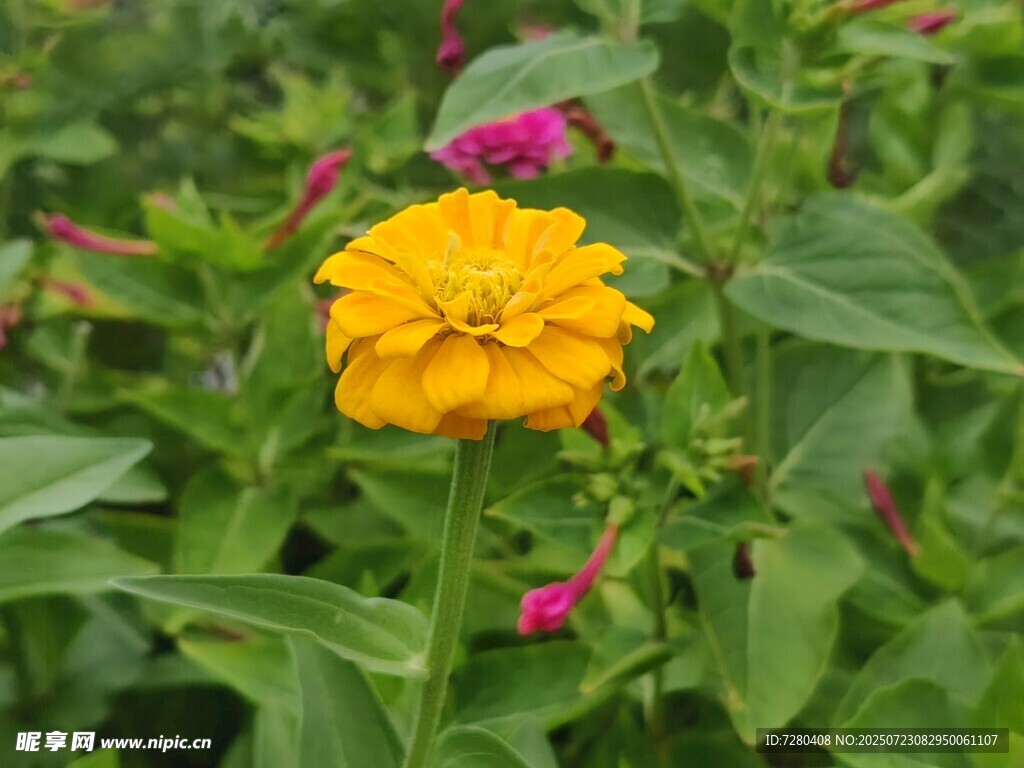 黄色花朵绽放于绿叶间