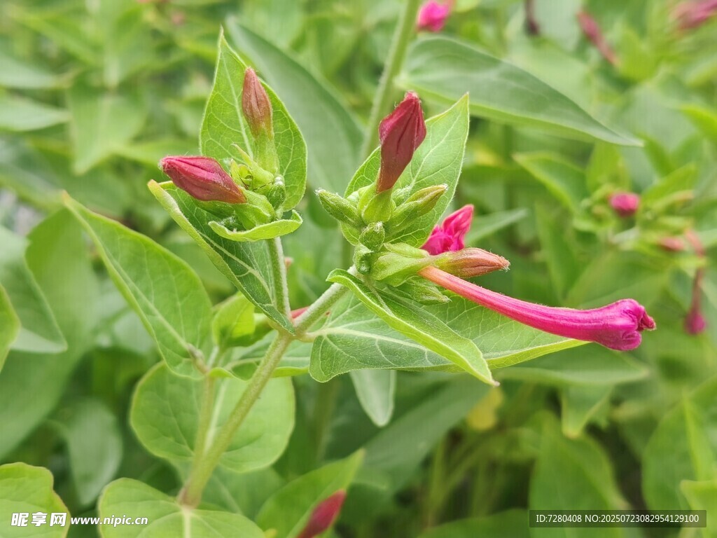 娇艳忍冬花绽放绿意间