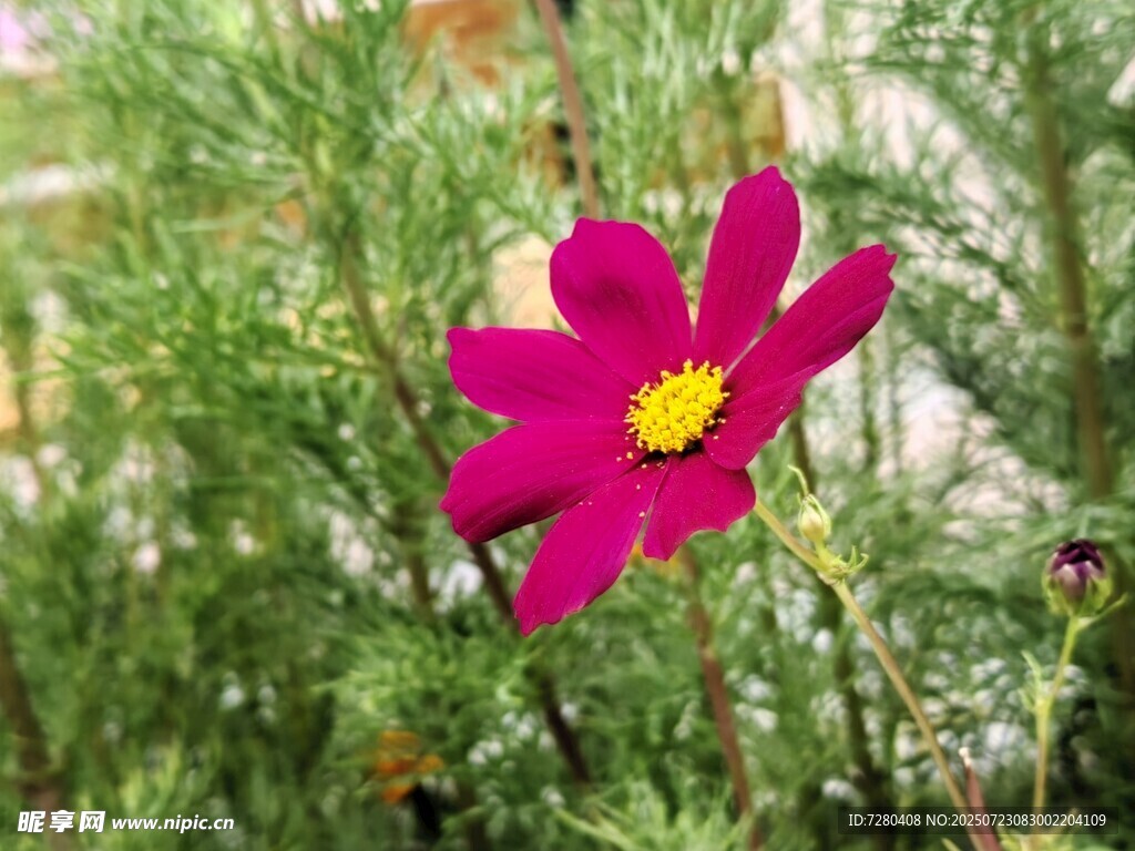 娇艳玫红格桑花绽放