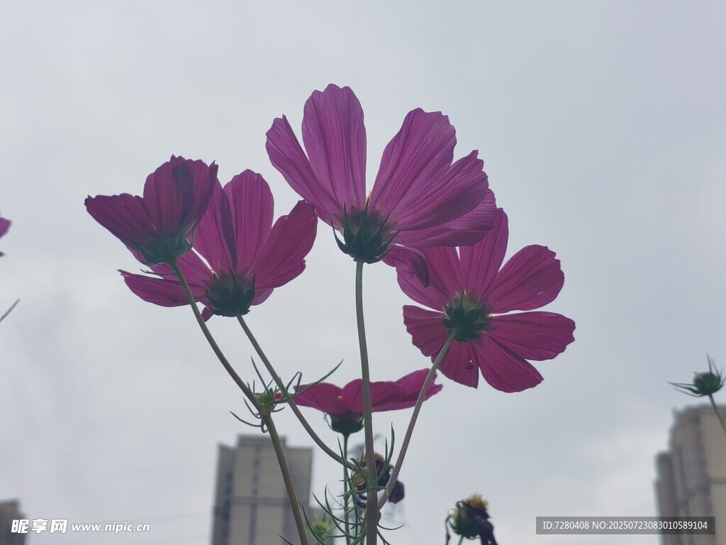 紫色花朵绽于城市天际