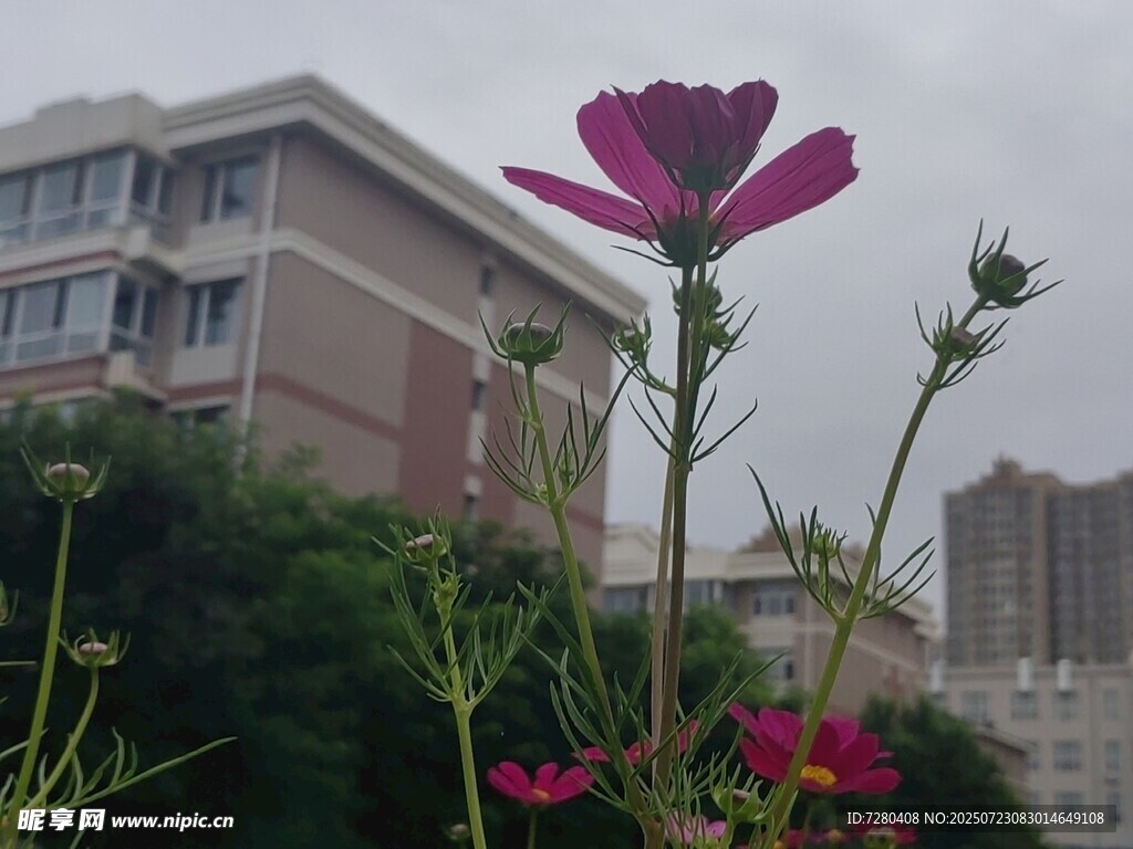 校园中绽放的艳丽格桑花