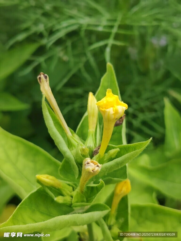 黄色小花植物特写