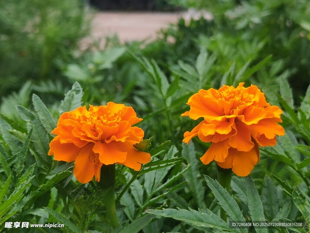 两朵鲜艳橙色万寿菊