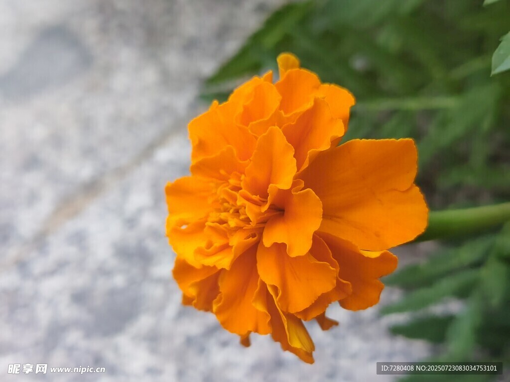 橙色万寿菊特写