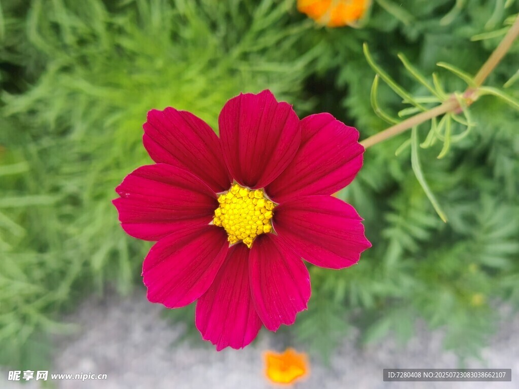 艳丽深红波斯菊特写