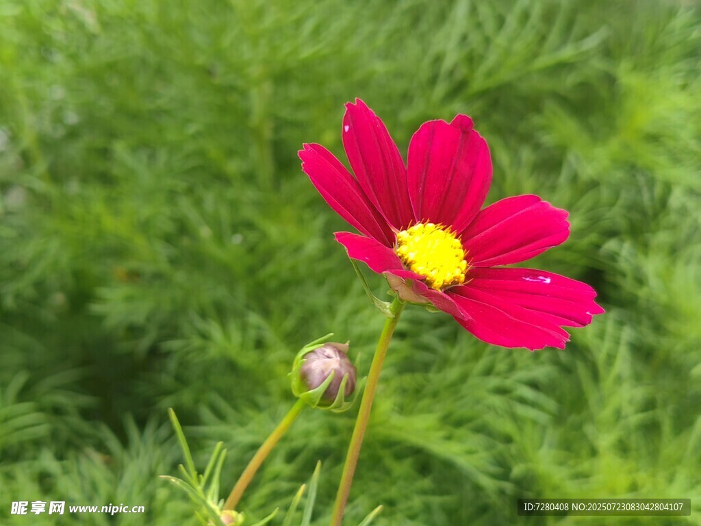 娇艳波斯菊绽放绿意间