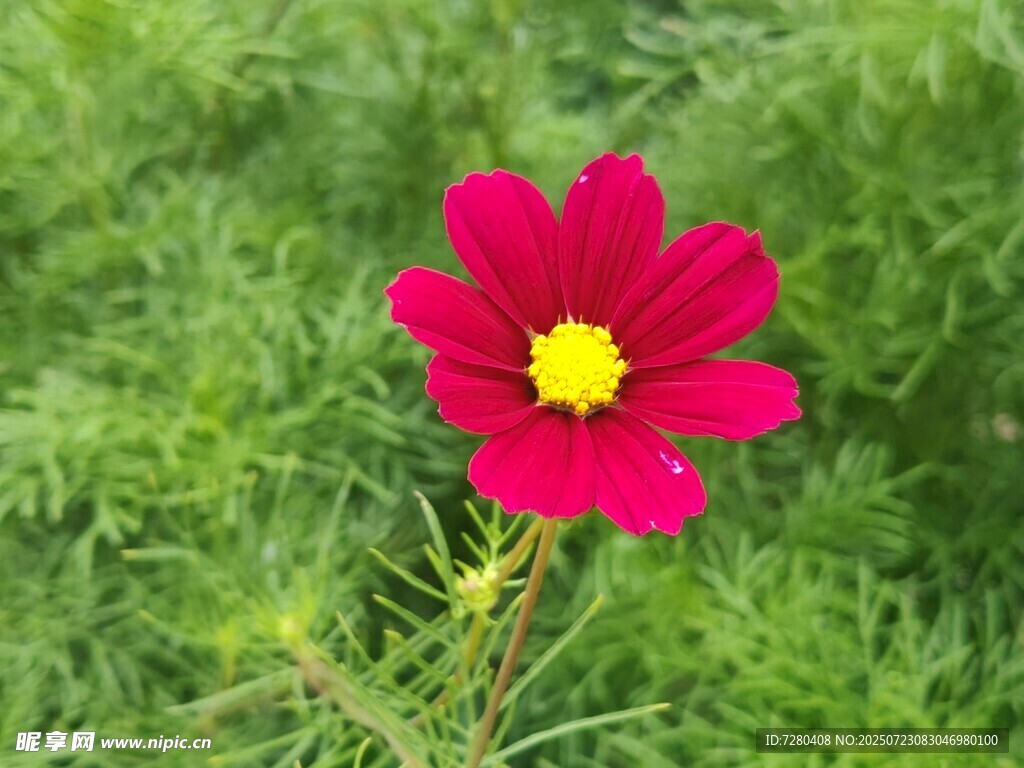 娇艳波斯菊绽放绿意间