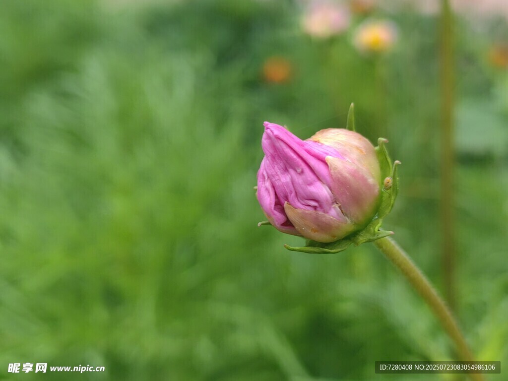 含苞待放的娇艳粉色花蕾