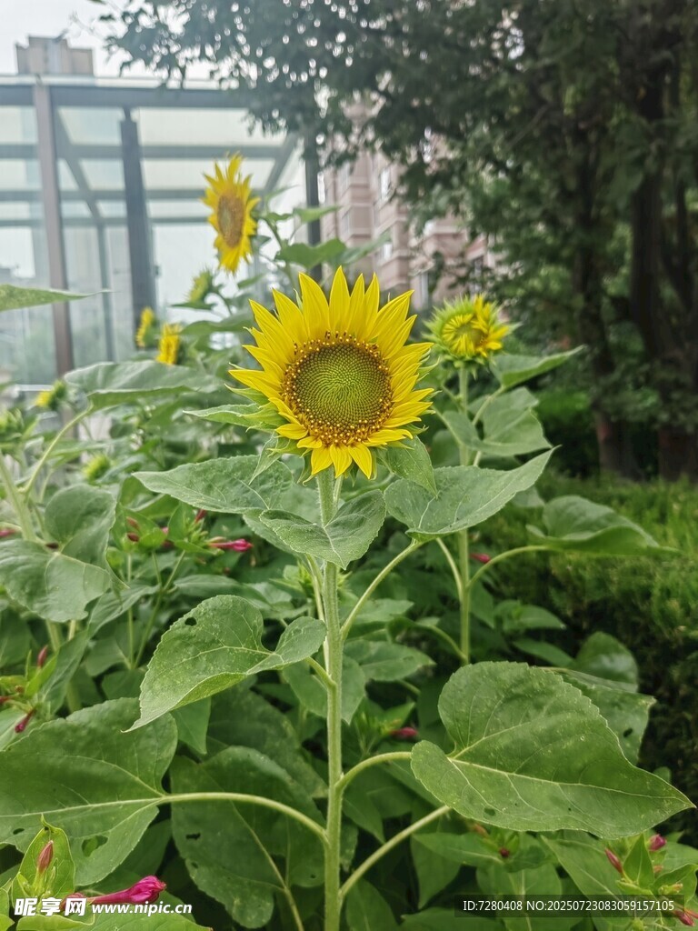 阳光下的灿烂向日葵
