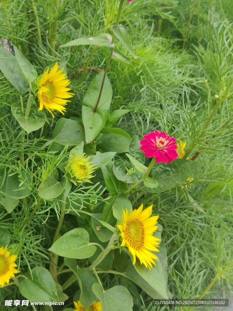 花丛中的多彩花卉