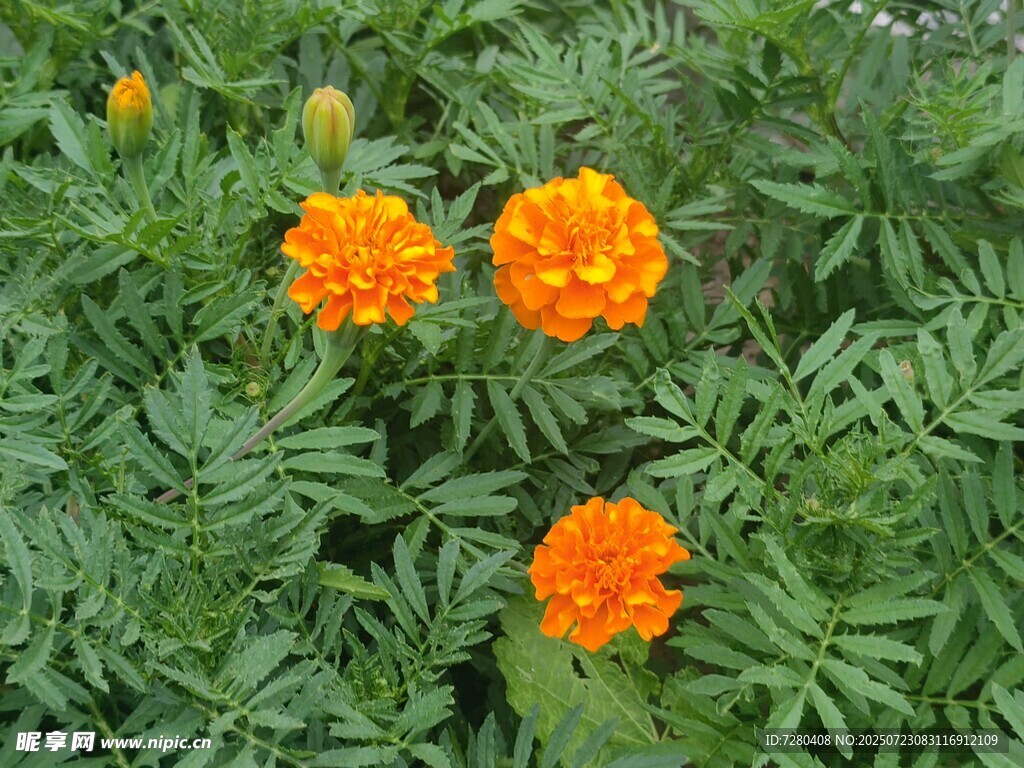橙色万寿菊绽放于绿叶间