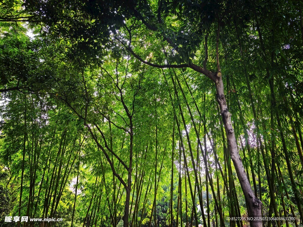 翠绿竹林阳光洒落之景