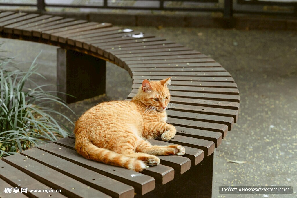 长椅上休憩的橘猫