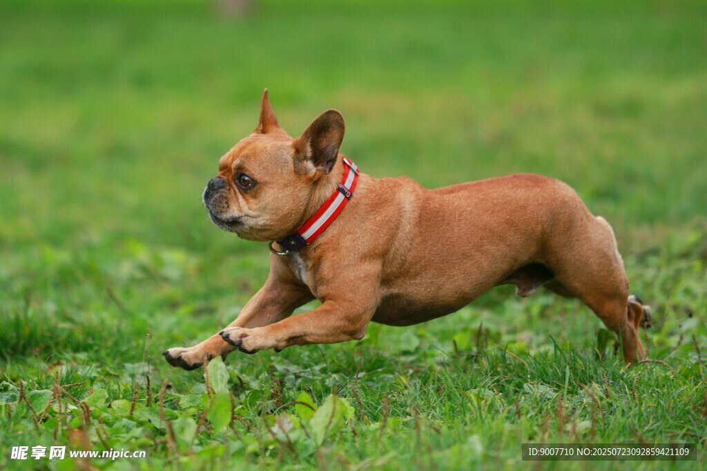 奔跑的棕色法斗犬