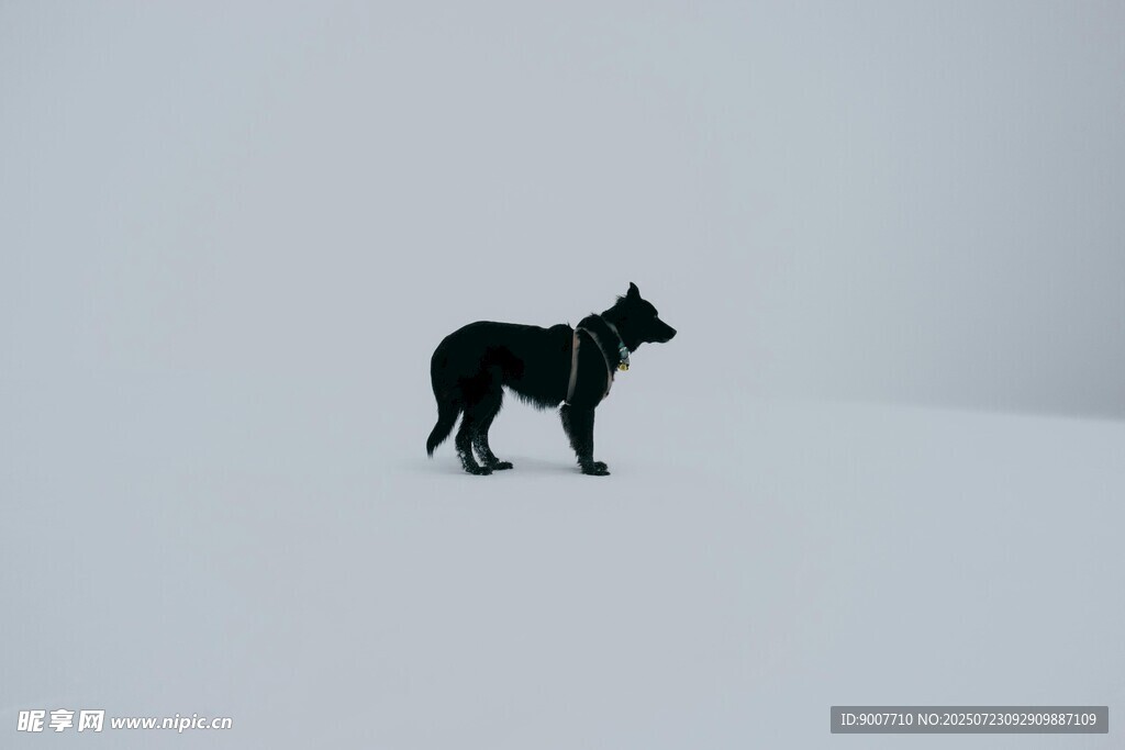 雪地中的孤独黑狗