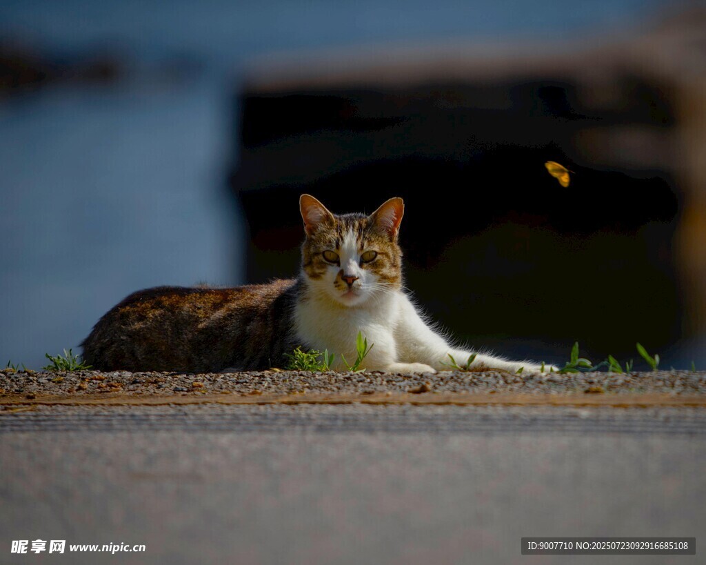 路边休憩的三色猫咪