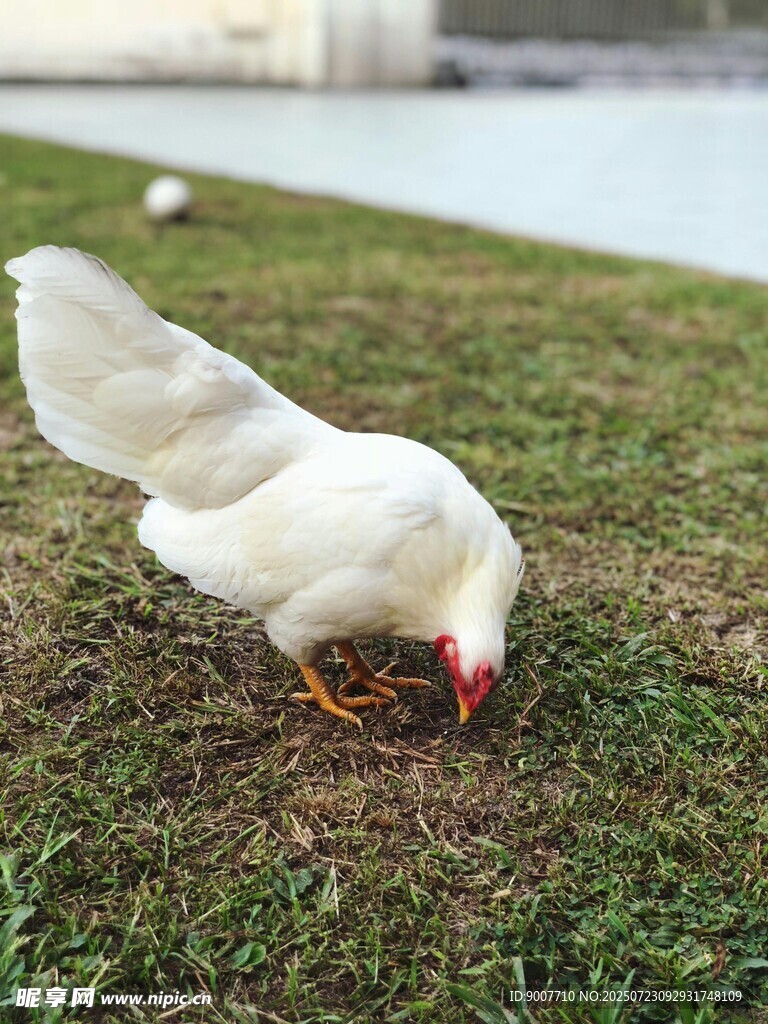 草地觅食的白鸡