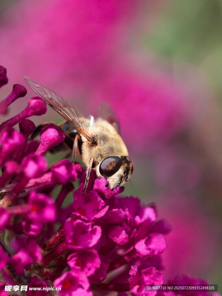 蜜蜂采蜜于绚烂紫花丛中