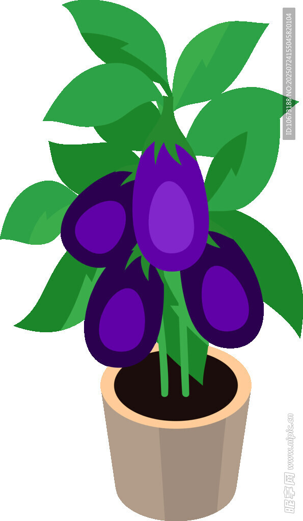 盆栽紫果植物