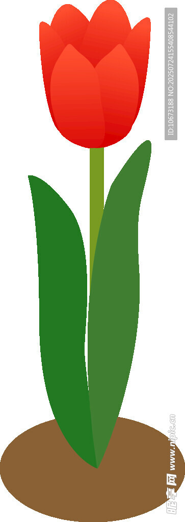 红色郁金香插画