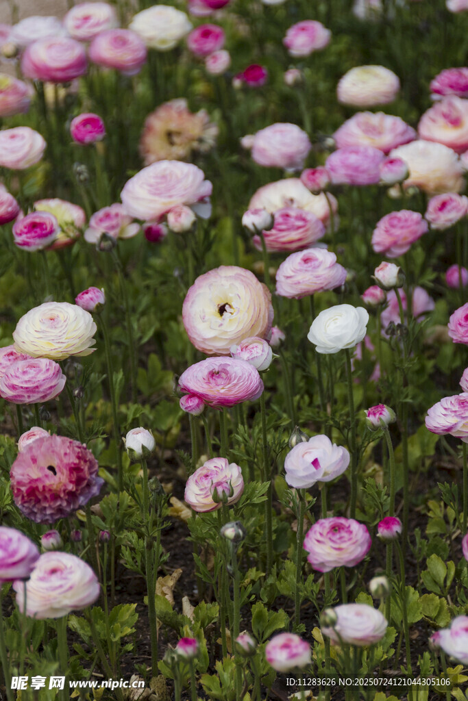 春日烂漫花田