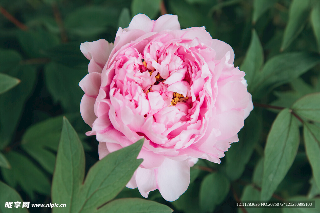 娇艳粉色牡丹花