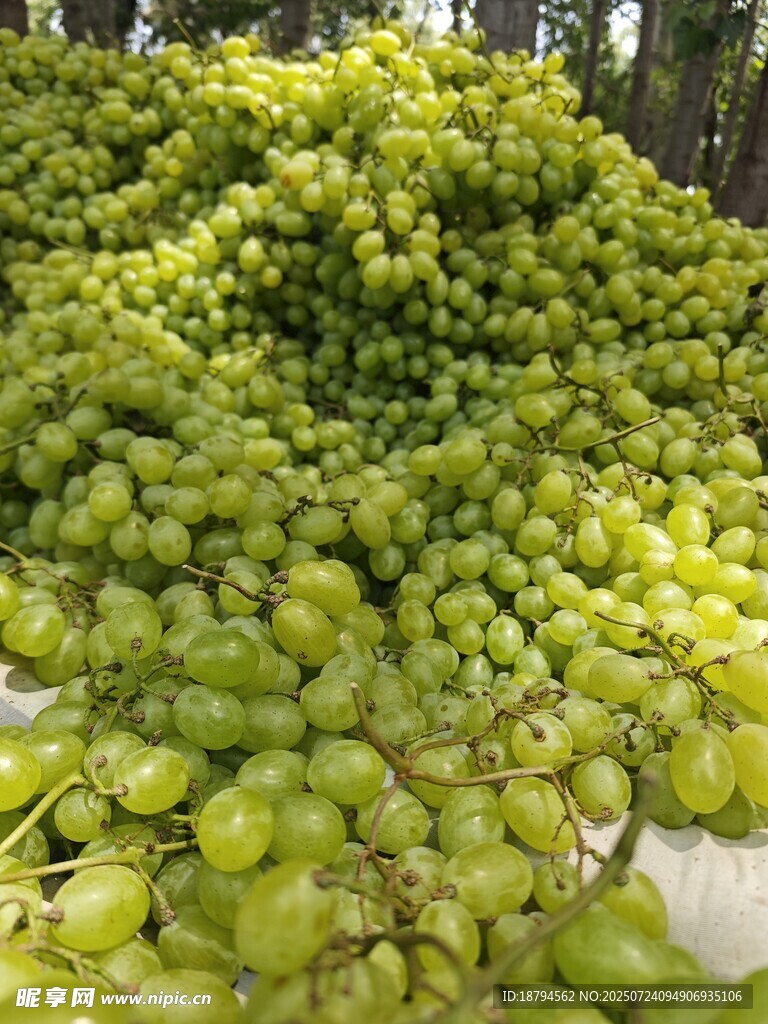 葡萄