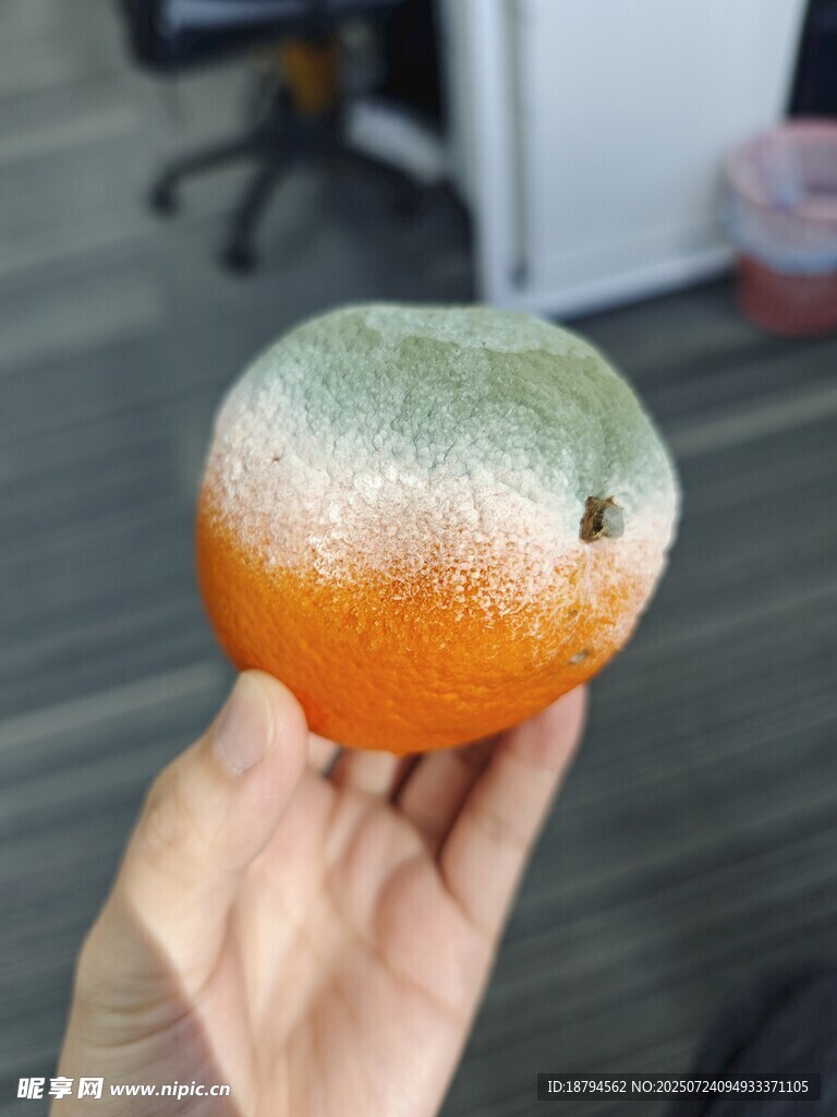 发霉的橘子