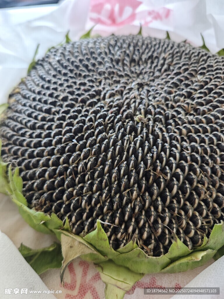 葵花籽