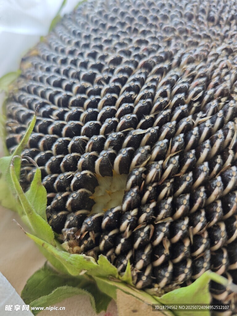 葵花籽