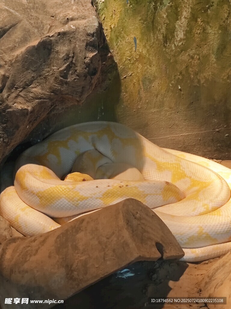 黄金蟒