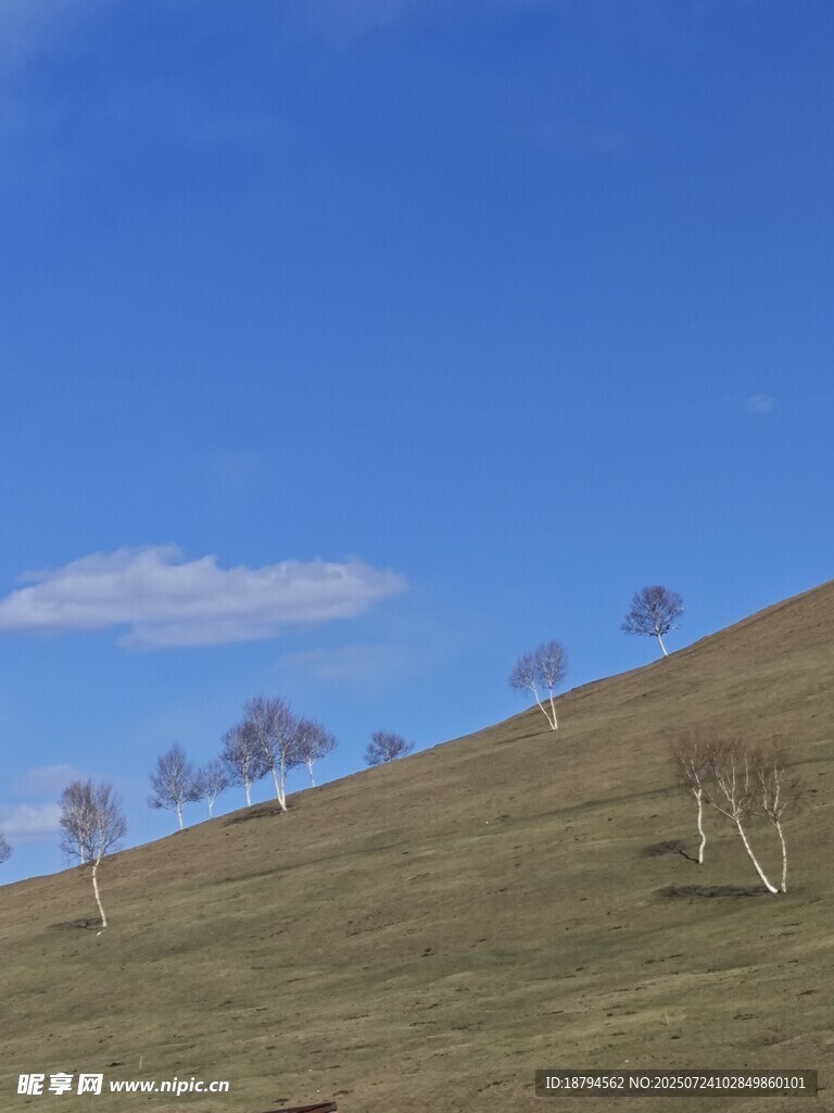 白桦