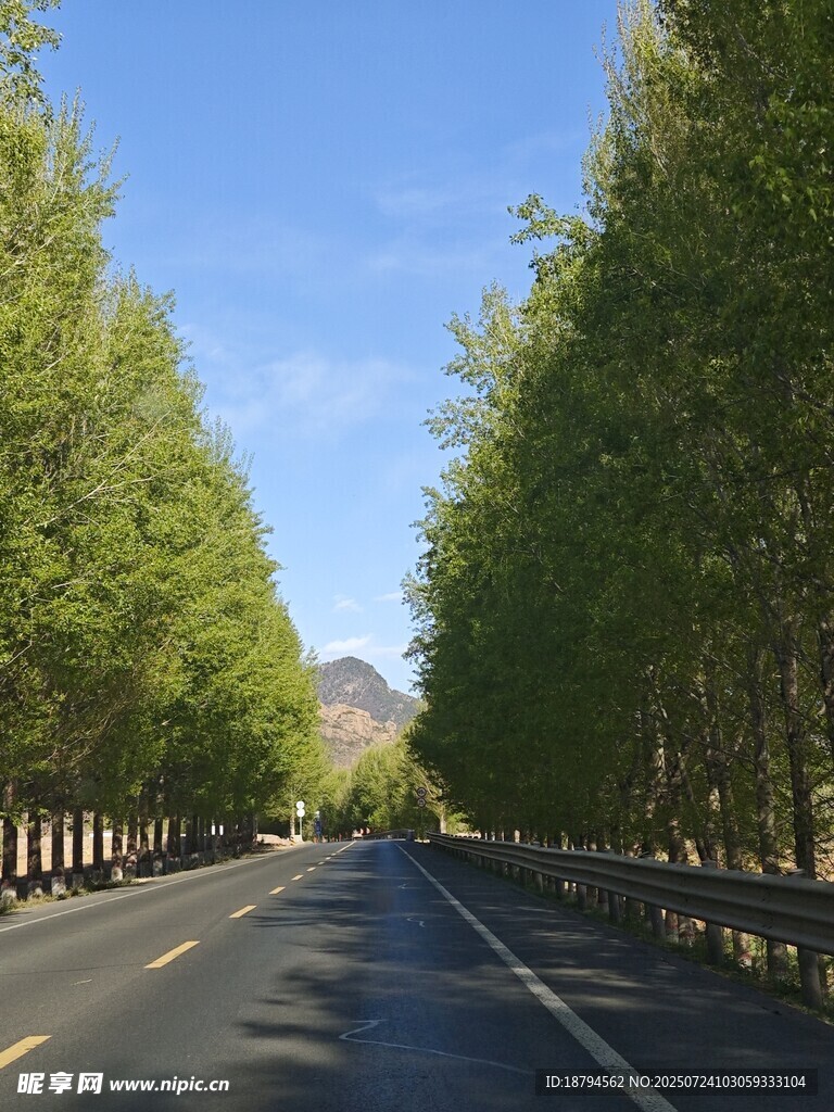 行道树