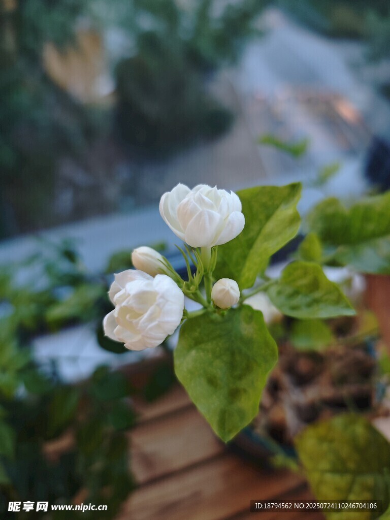 茉莉花