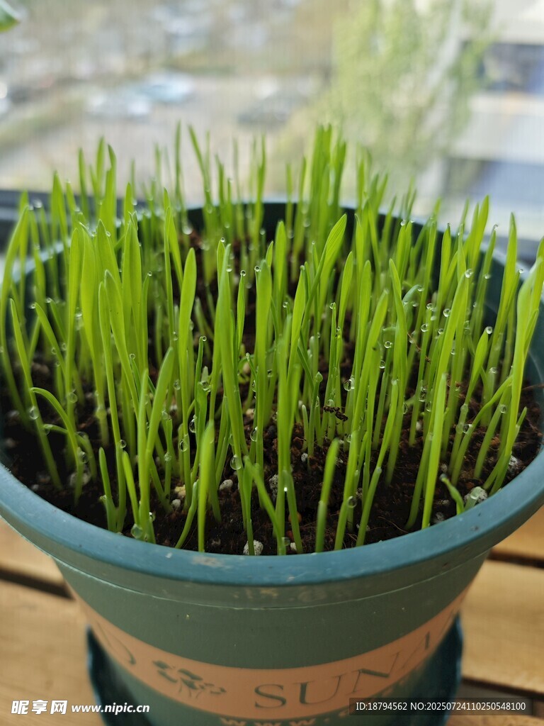 猫草