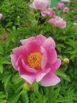 芍药