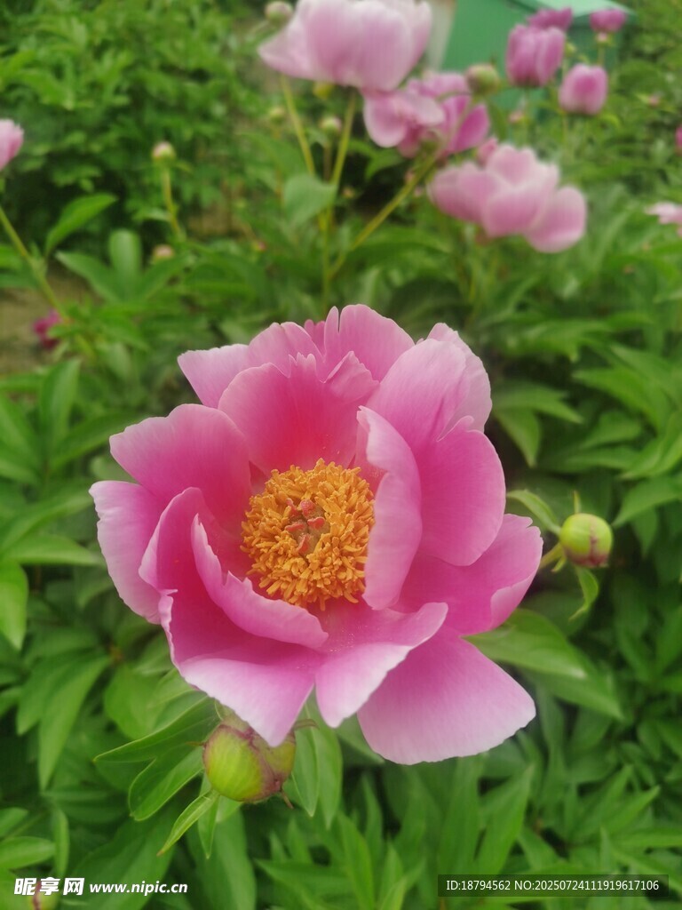 芍药